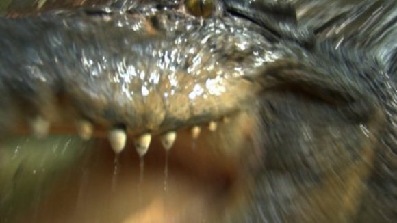 Photo from the movie Black Water [2007]