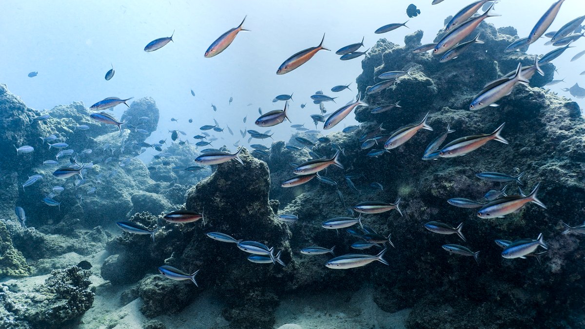 Photo du film L'océan vu du coeur [2023]