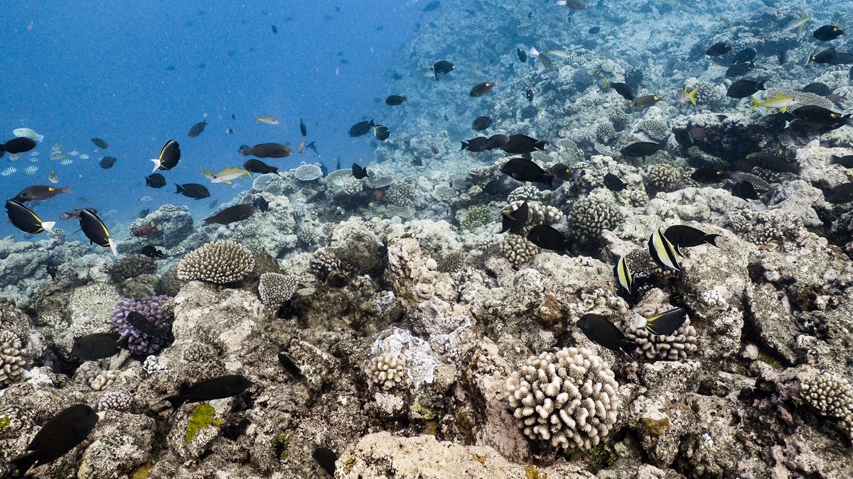 Photo du film L'océan vu du coeur [2023]