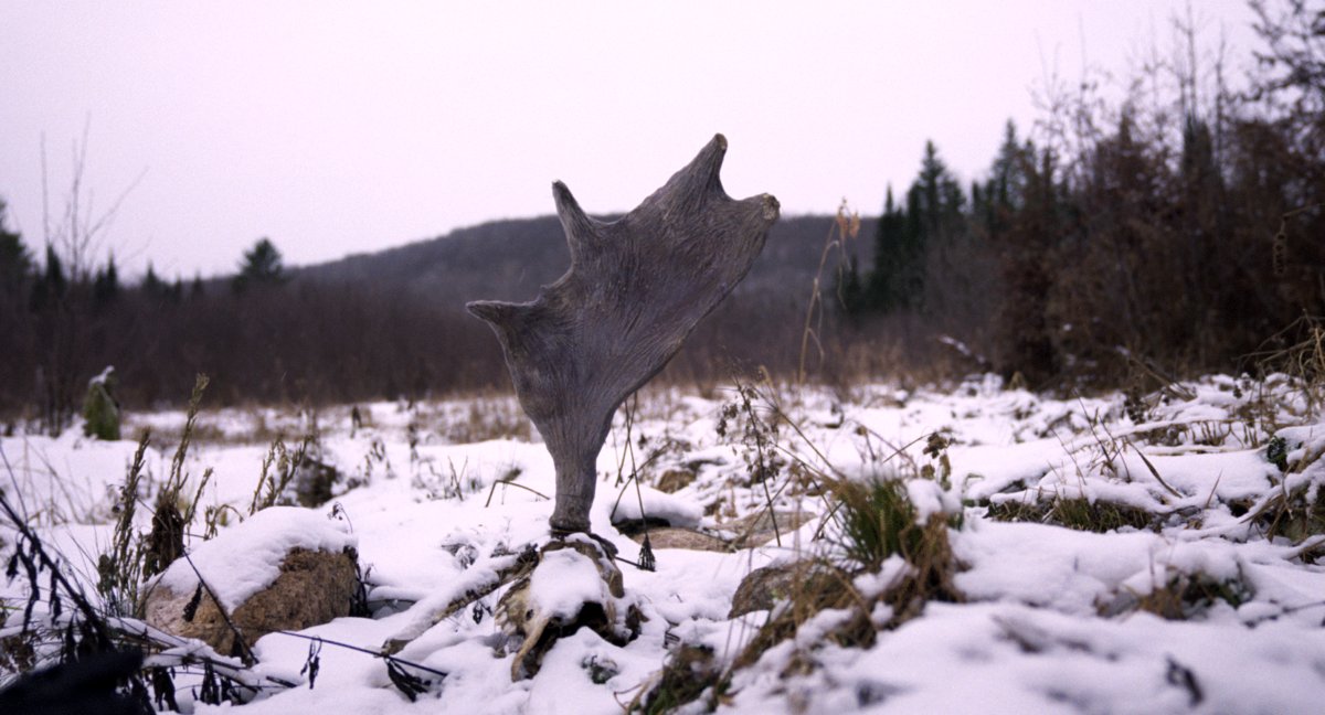 Photo du film Wild Feast [2023]