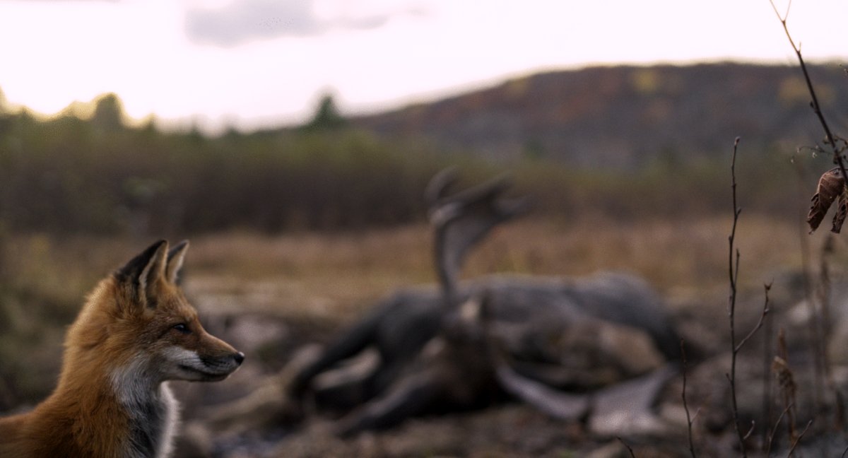 Photo du film Wild Feast [2023]