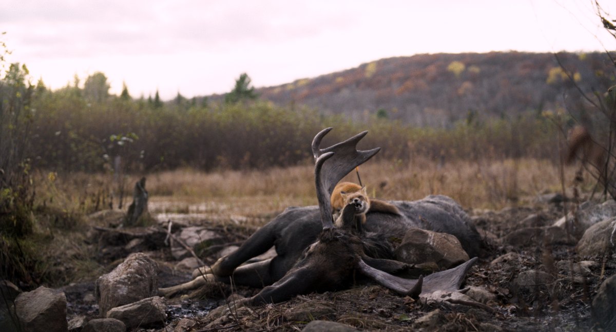 Photo du film Wild Feast [2023]
