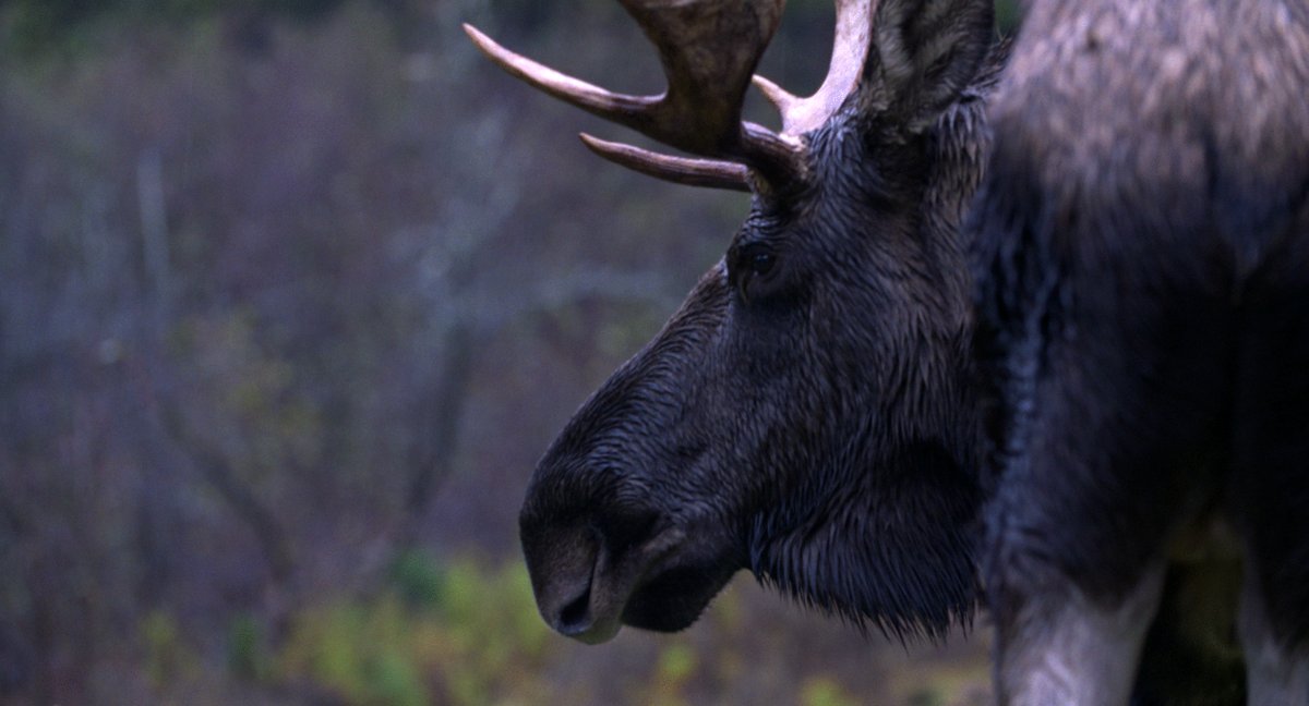 Photo du film Wild Feast [2023]