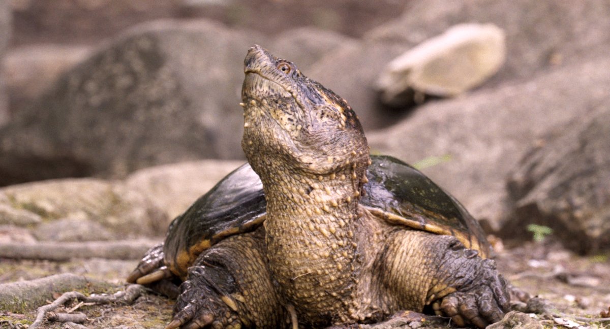 Photo du film Wild Feast [2023]