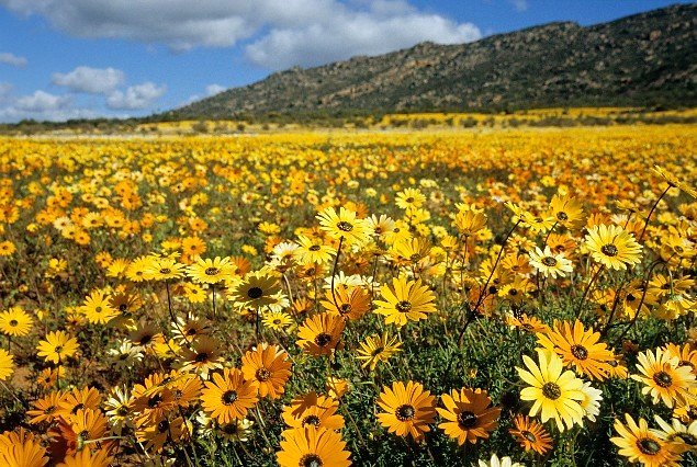 Photo du film Planet Earth II