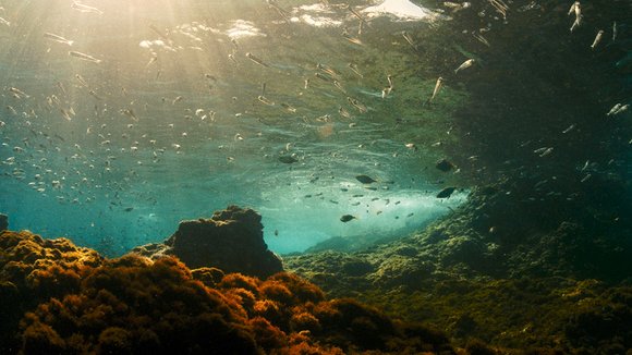 Photo du film Évolution v.f. [2015]