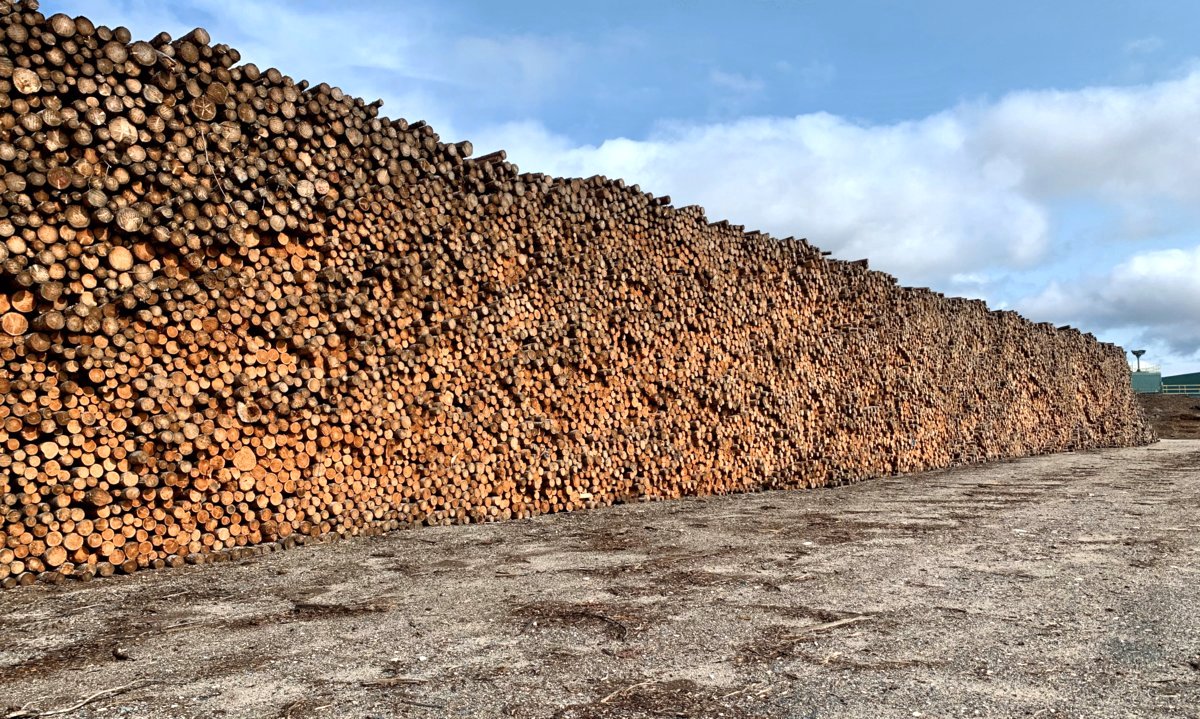 Photo du film The Issue with Tissue - A boreal love story [2022]