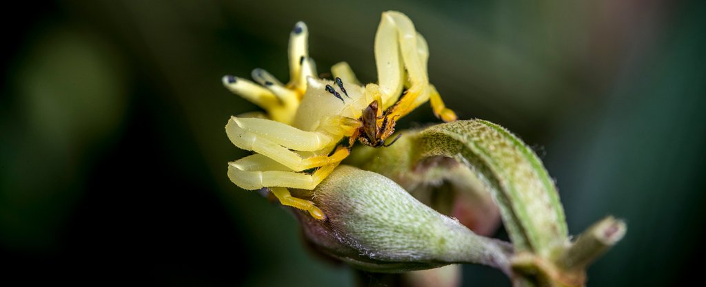 Photo from the movie Amazon Adventure