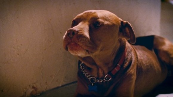 Photo from the movie Pete Smalls Is Dead