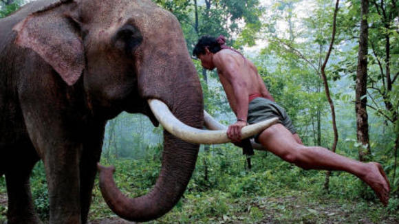 Photo du film L'Honneur du dragon