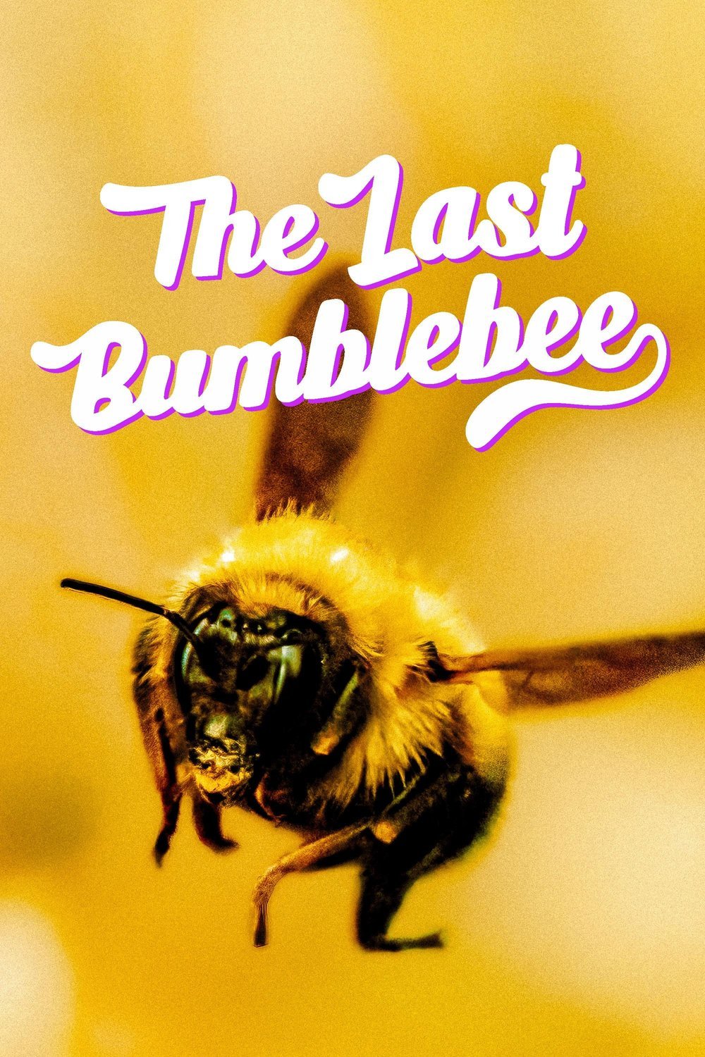 Poster of the movie The Last Bumblebee [2024]