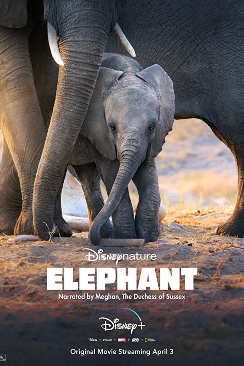 Poster of the movie Elephant