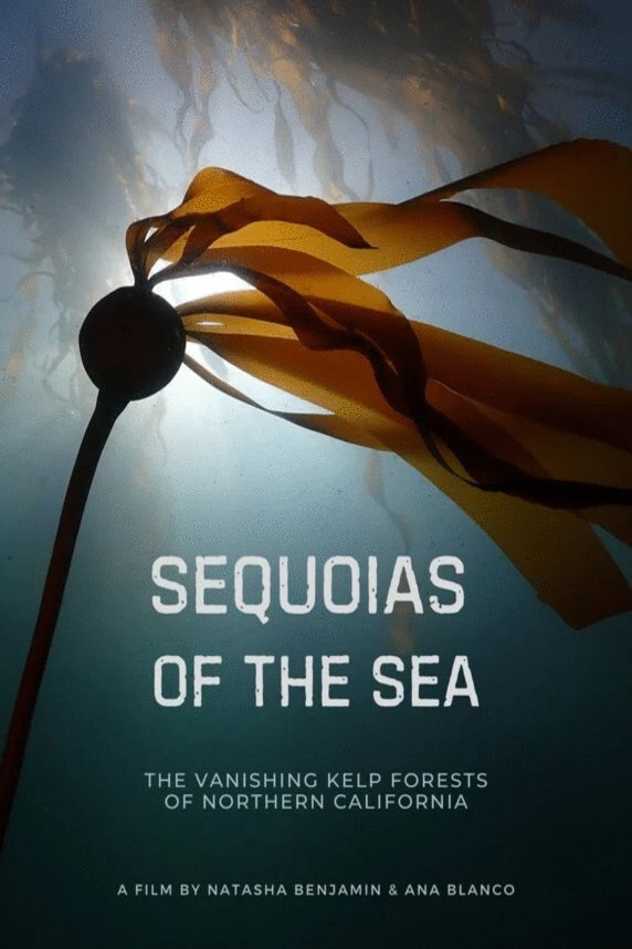 L'affiche du film Sequoias of the Sea [2025]