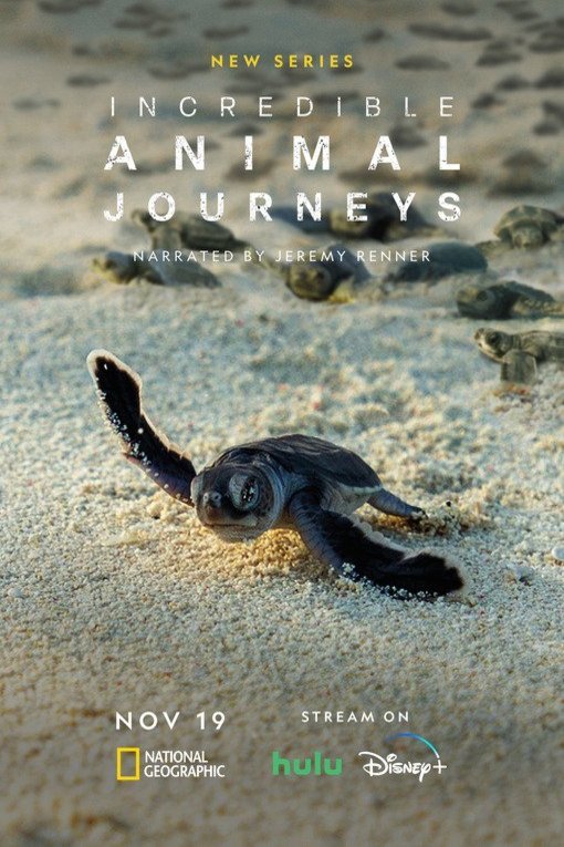L'affiche du film Incredible Animal Journeys