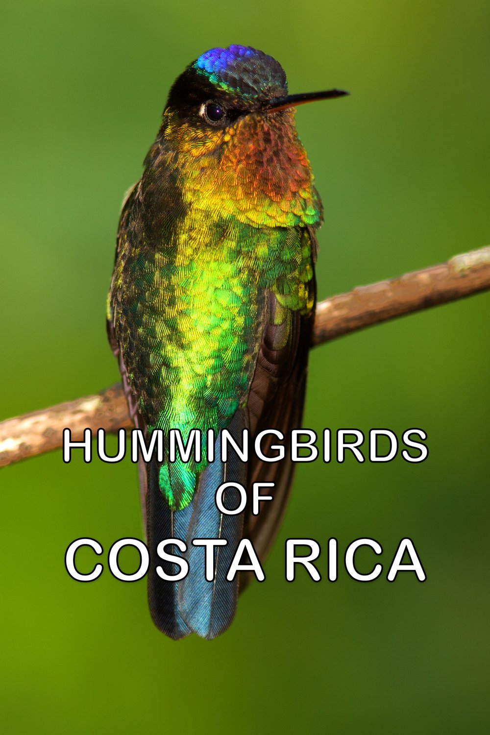 L'affiche du film Hummingbirds of Costa Rica [2016]