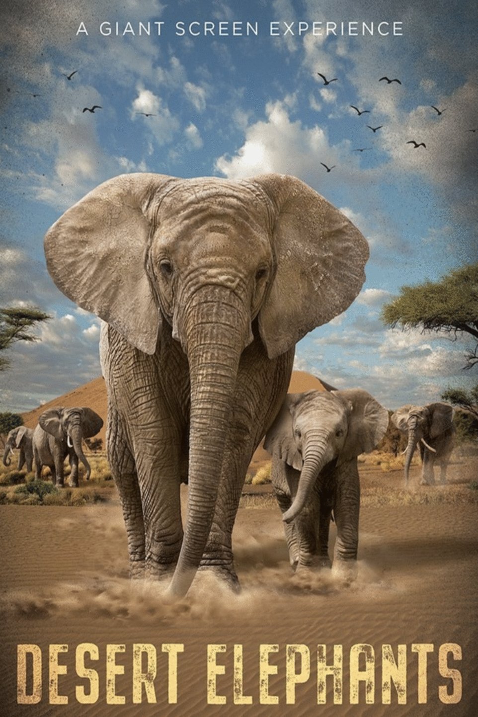 Poster of the movie Elephants