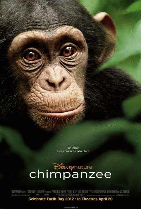 L'affiche du film Chimpanzee