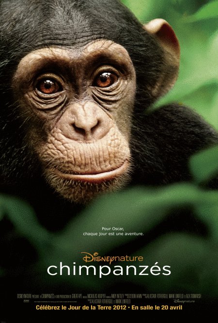 L'affiche du film Chimpanzés v.f.