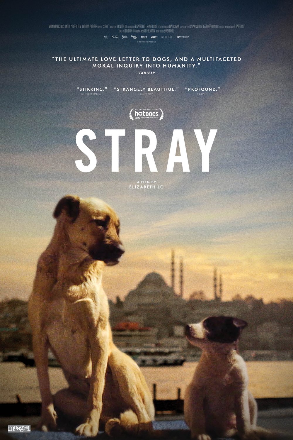 Poster of the movie Stray