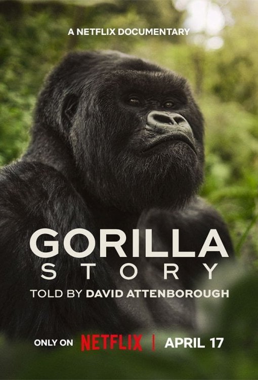 Poster of the movie A Gorilla Story: Told by David Attenborough [2026]