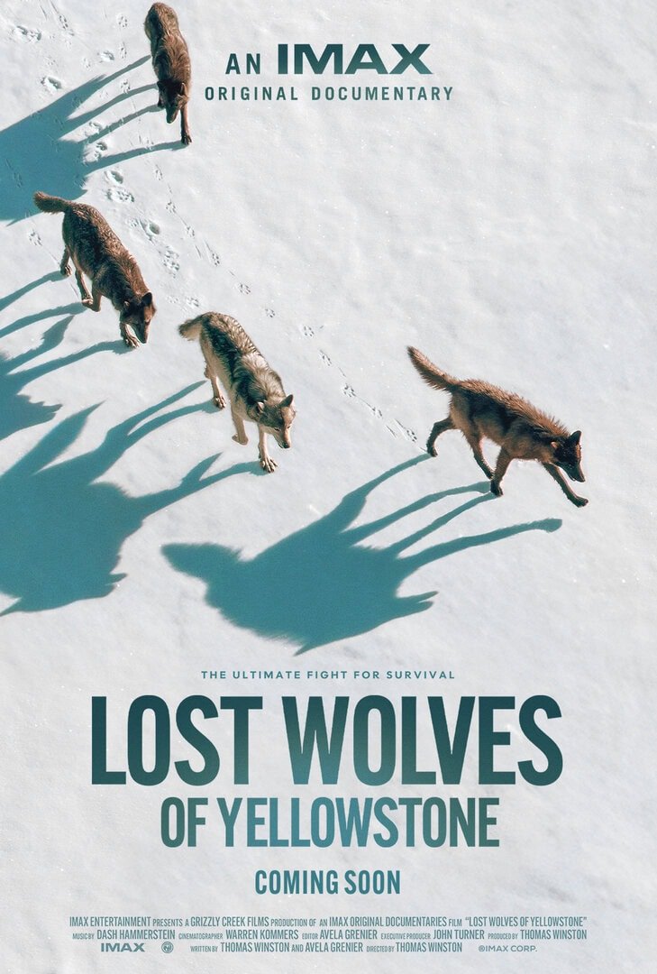 L'affiche du film Lost Wolves of Yellowstone
