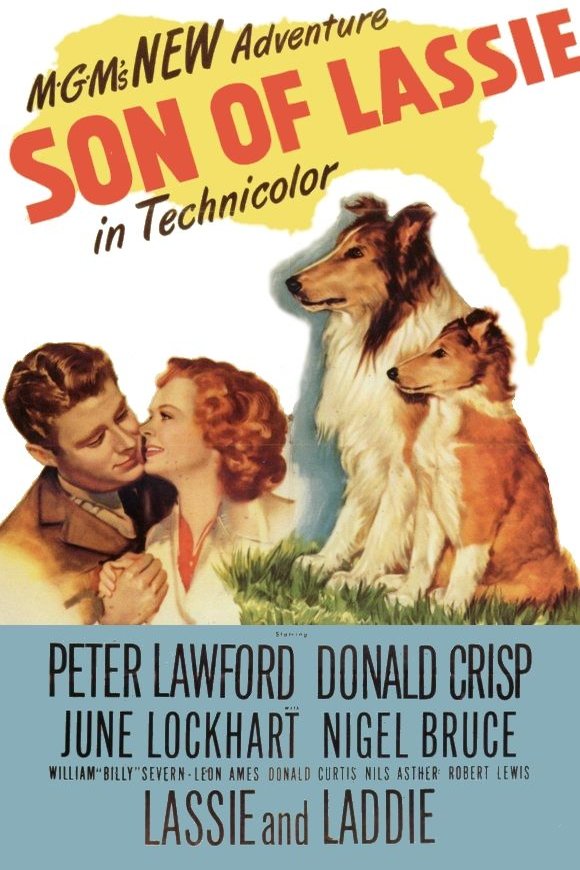 L'affiche du film Le fils de Lassie