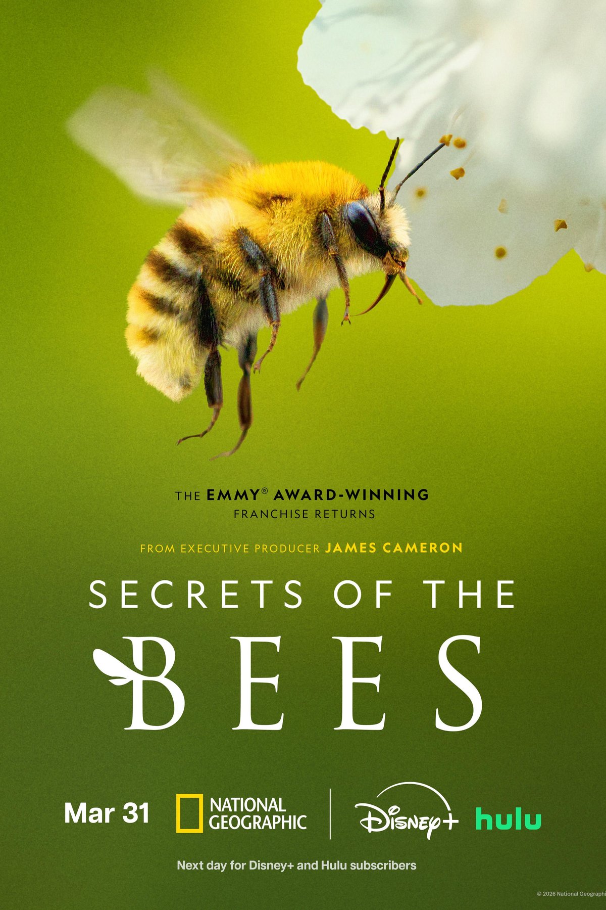 L'affiche du film Secrets of the Bees