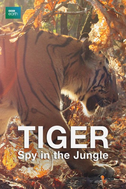 Poster of the movie Tiger: Spy in the Jungle