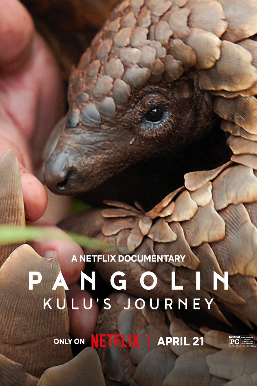 L'affiche du film Pangolin: Kulu's Journey [2025]