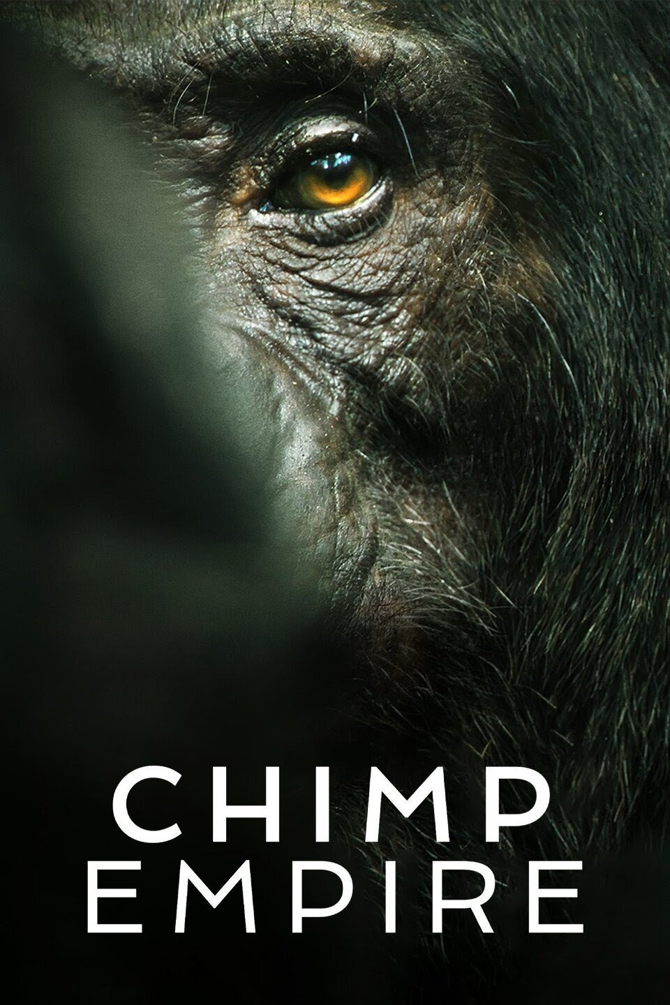 L'affiche du film Chimp Empire