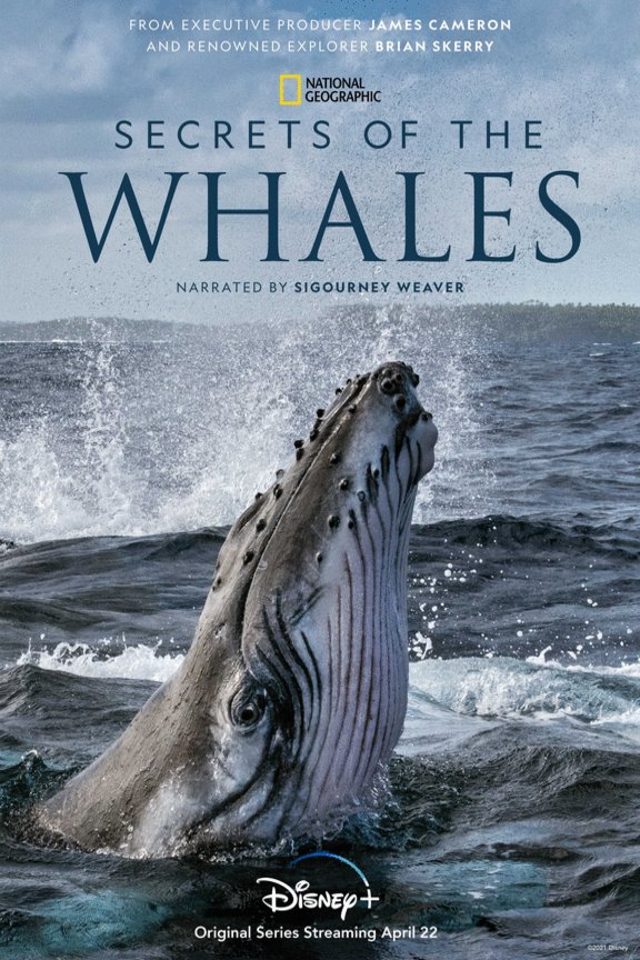 L'affiche du film Les secrets des baleines [2021]